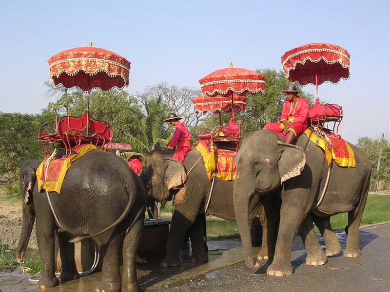 elephant with tourist