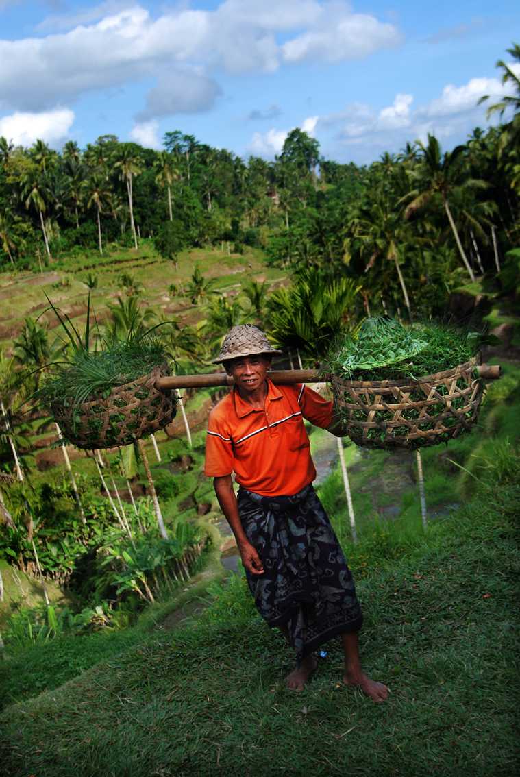 Balinese Farmer at Tegalalang Rice Terraces