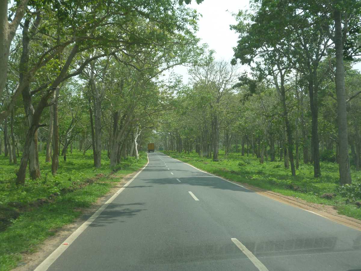 Bandipur Forest Roads