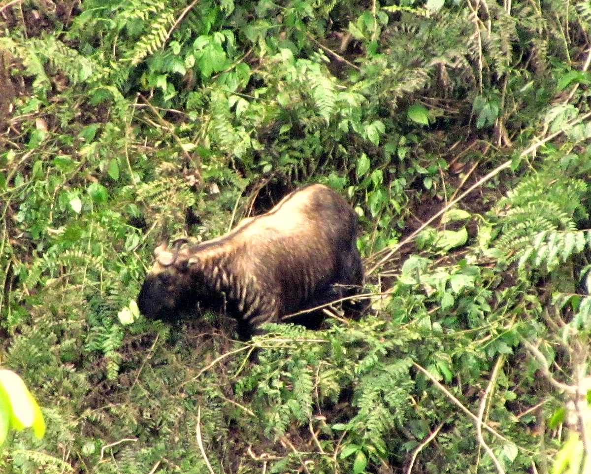 Bhutan Takin, Jigme Dorji National Park