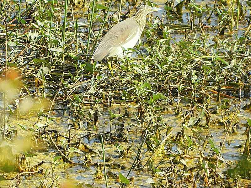 Nawabganj Bird Sanctuary