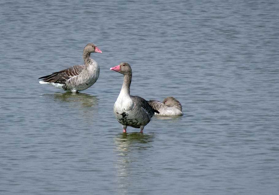 Birdwatching at Vadla