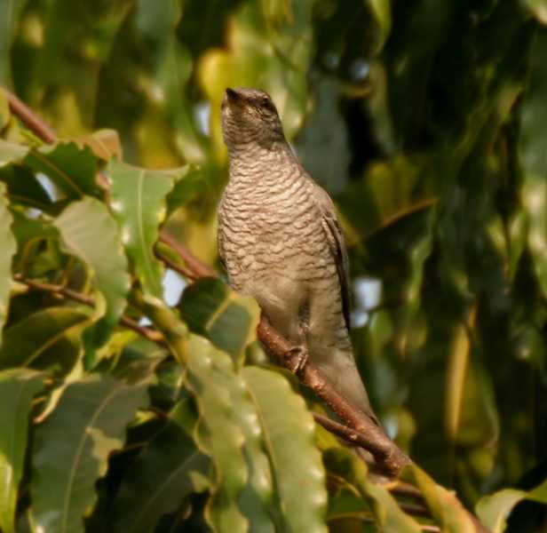 Birdwatching at Kinnersani