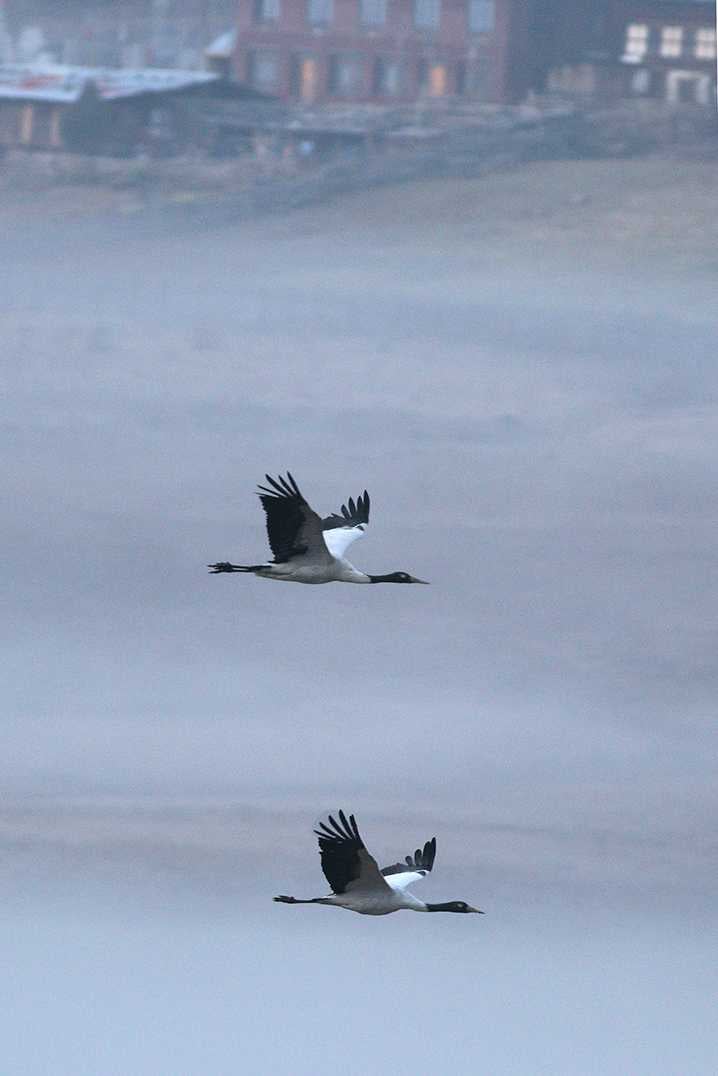 Black necked crane birds in Phobjika Valley, Bhutan