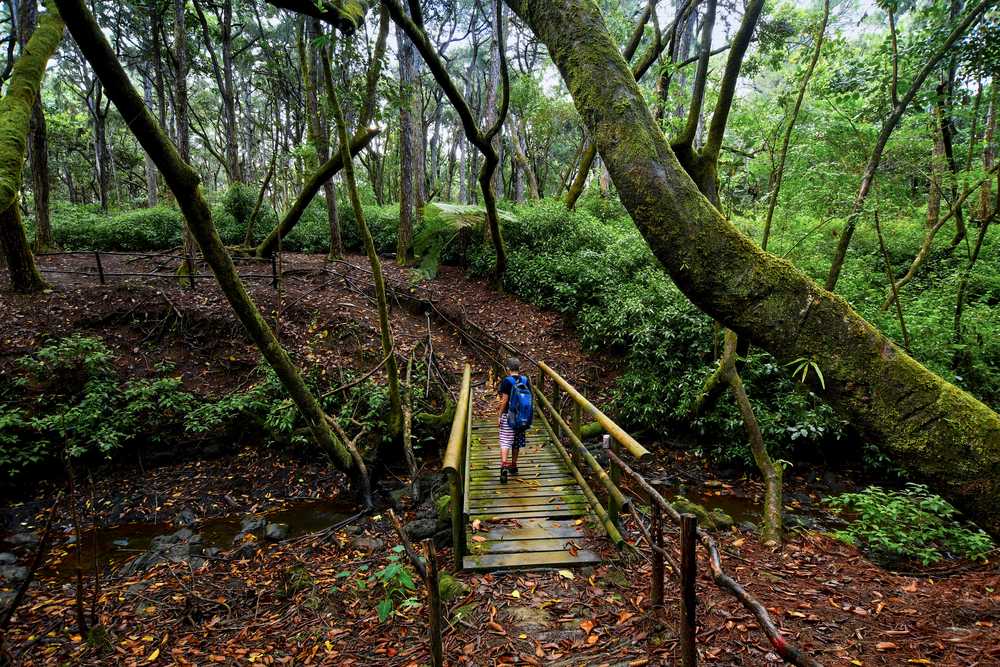 Wild Animals you can see at Bras D'eau - A national park found in  Mauritius! - TravelFeed