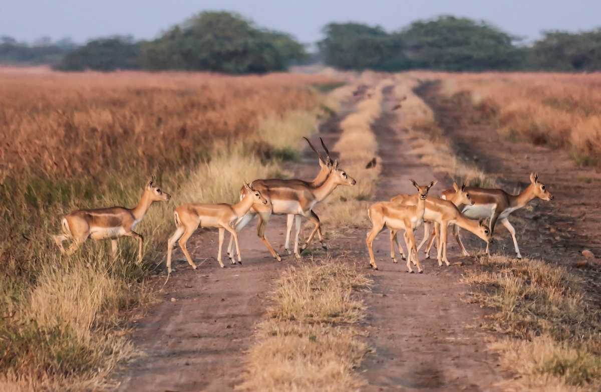 11 National Parks in Gujarat | Wildlife Sanctuaries (2023)