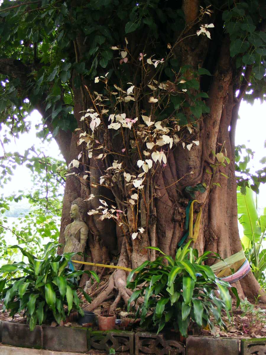 Bodhi Tree