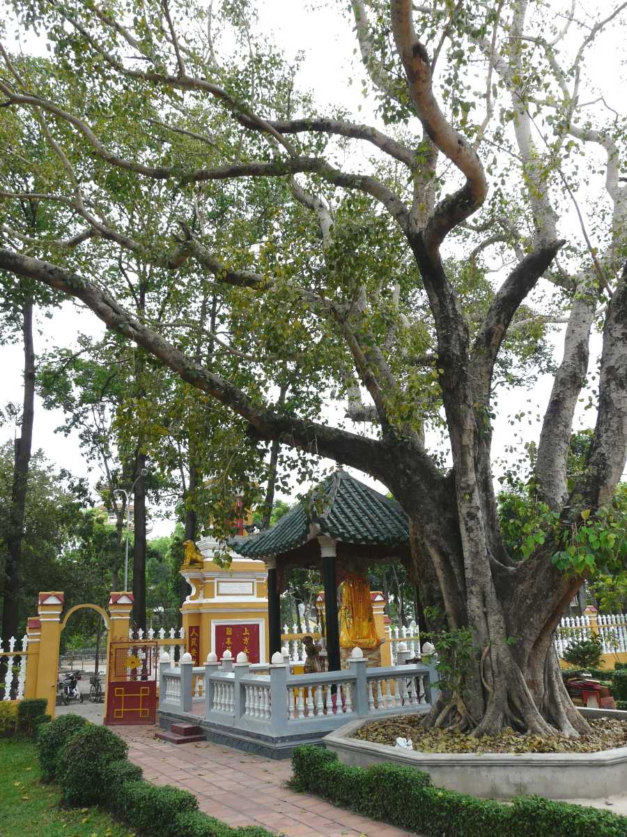 Bodhi Tree at Giac Lam Pagoda Garden