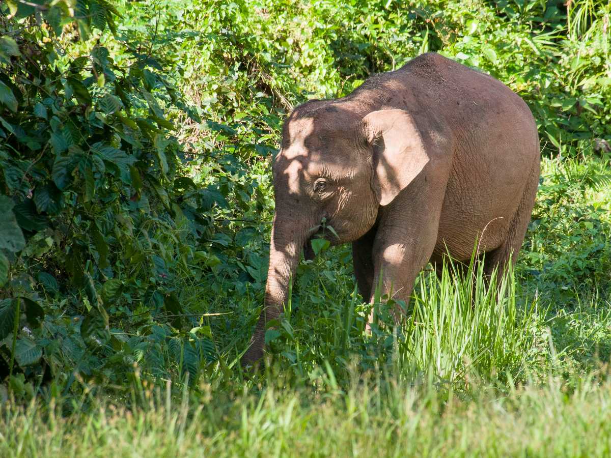 Borneo Elephant, Indonesia