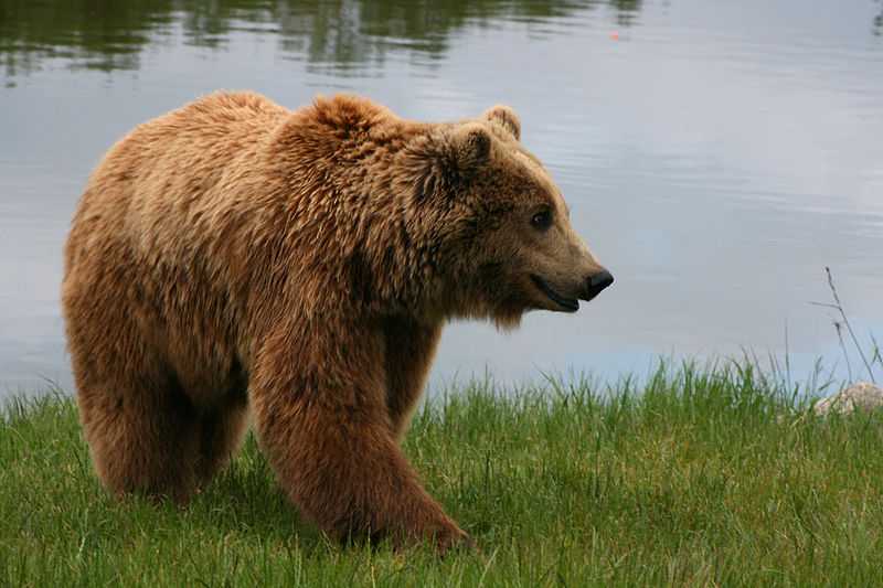 Brown Bear Conservation, Romania