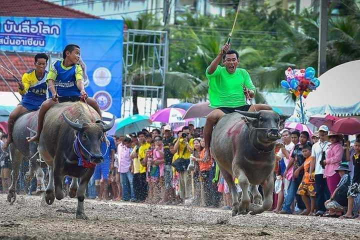 Buffalo Festival 2021, Kwai' | Holidify