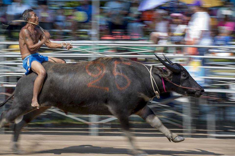 Buffalo Festival 2021, Kwai' | Holidify