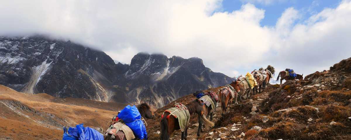 Bumthang Owl Trek