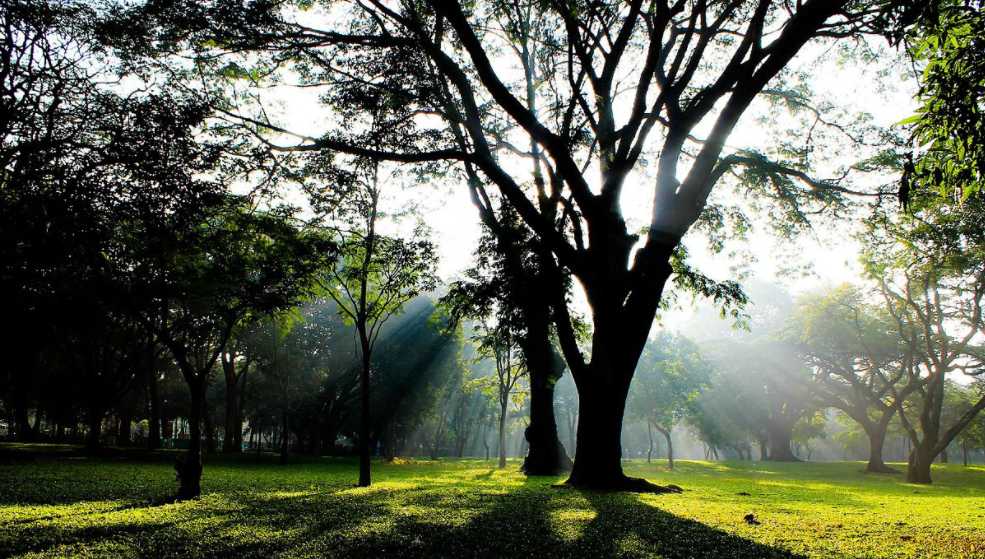 Cubbon Park Bangalore 