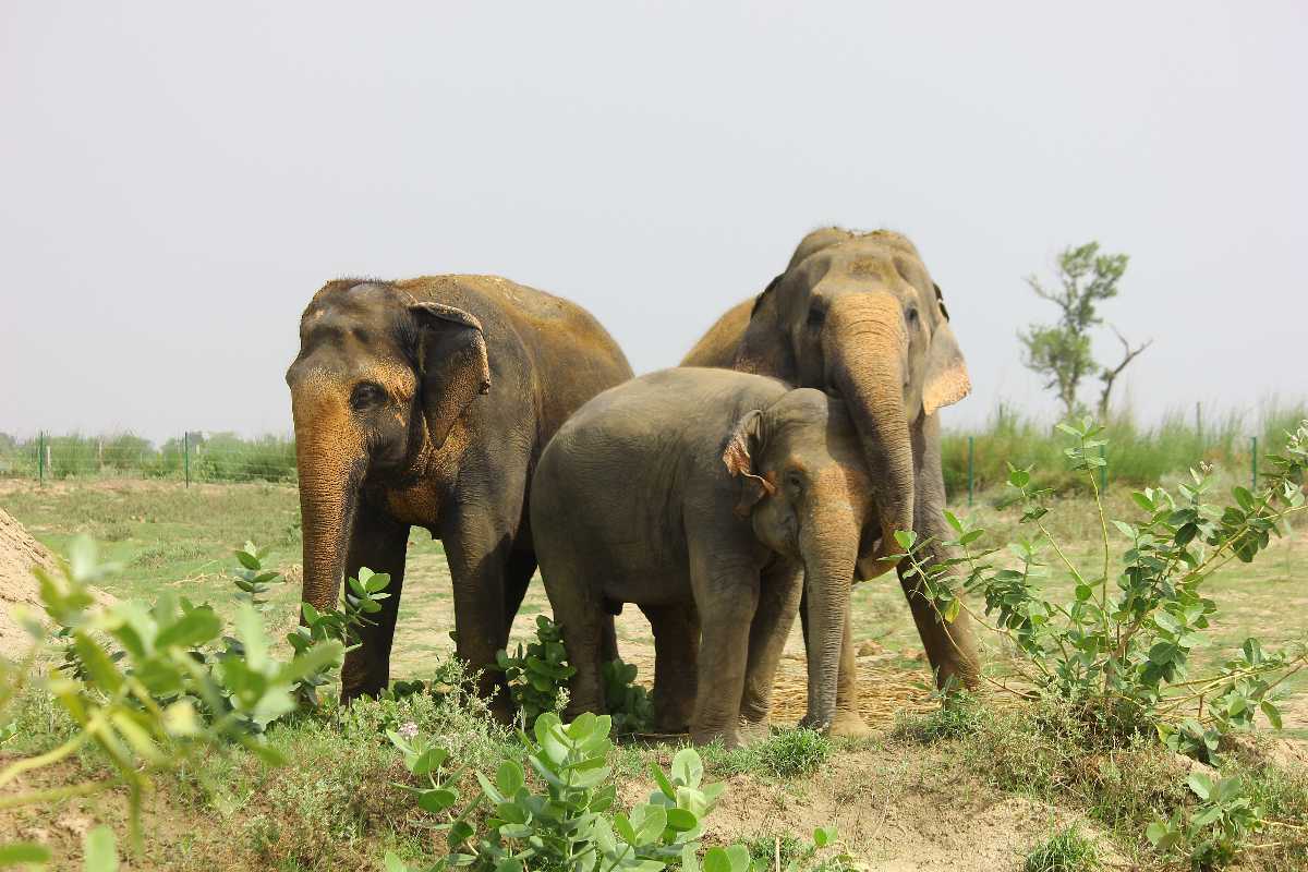 Elephants in ECCC