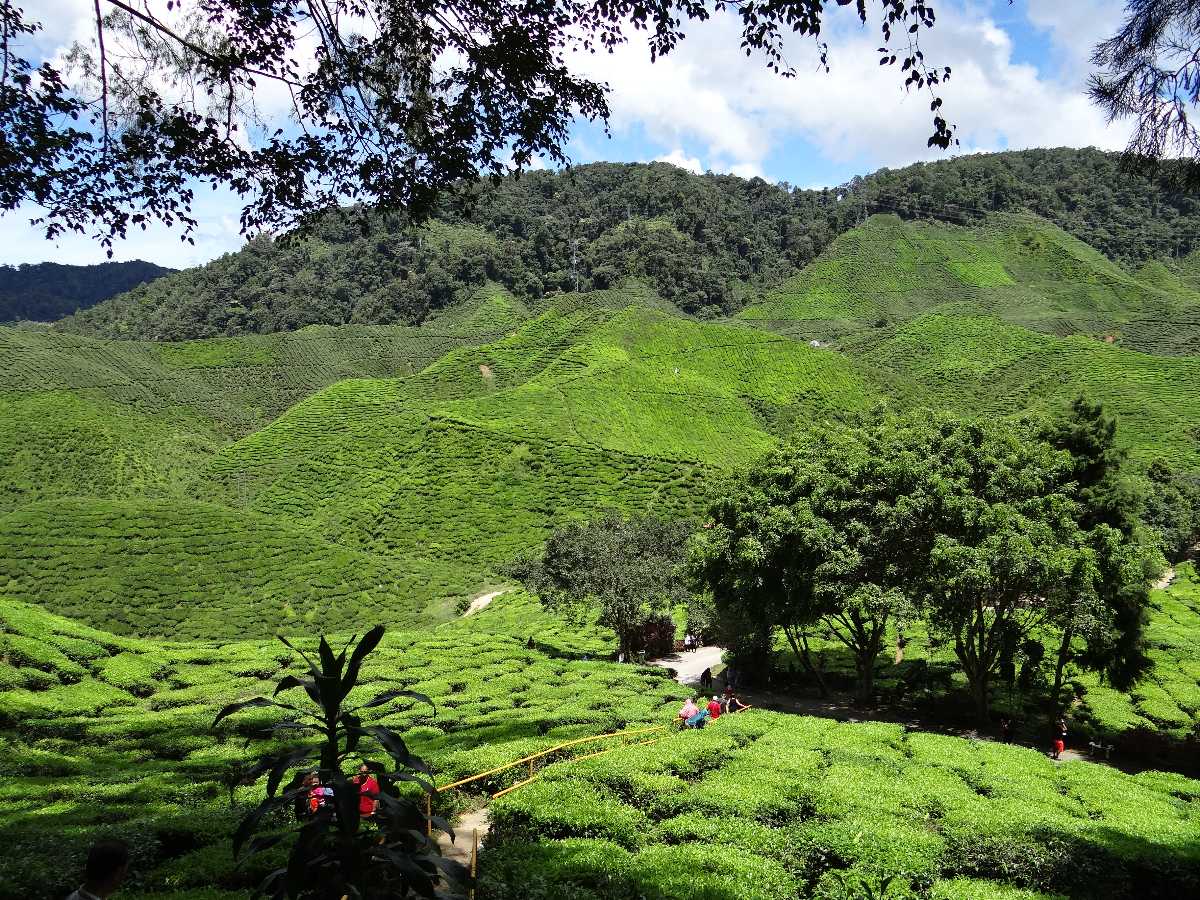 18 Places To Visit In Cameron Highlands Top Tourist Things To Do Holidify