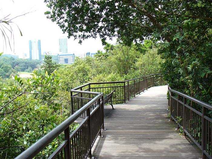 Canopy Walkway at Kent Ridge Park Singapore
