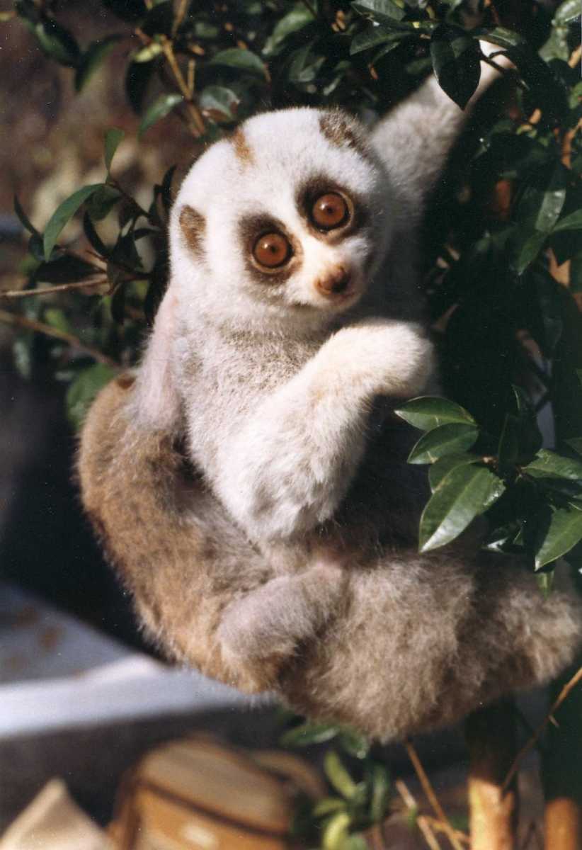 Slow Loris