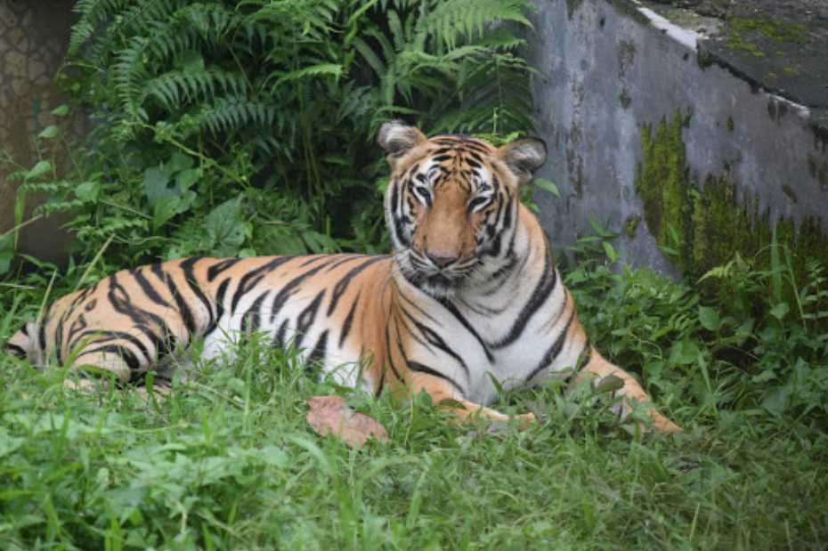 Bengal Safari