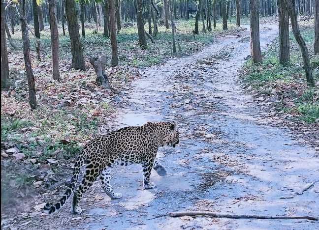 Bengal Safari