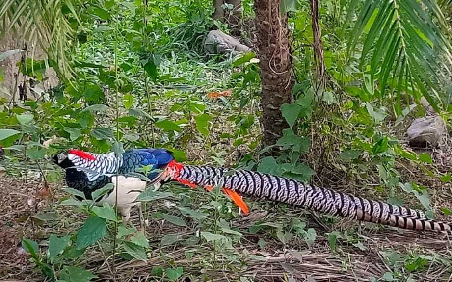 Bengal Safari