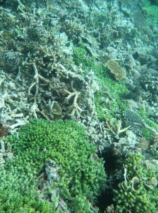 Corals on Kepulauan Seribu