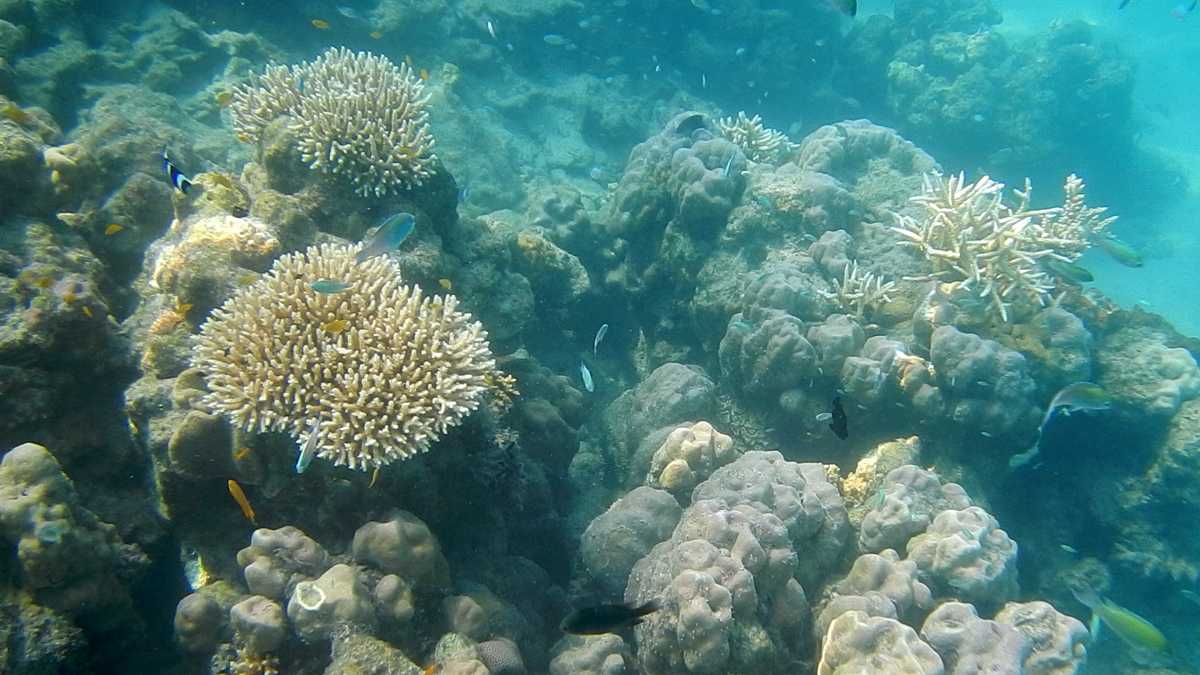 Lakshadweep Reef In India
