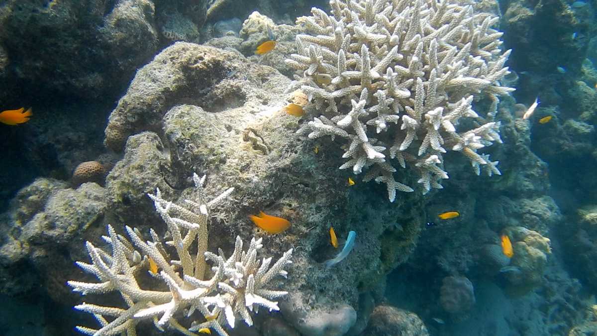 Lakshadweep Reef In India