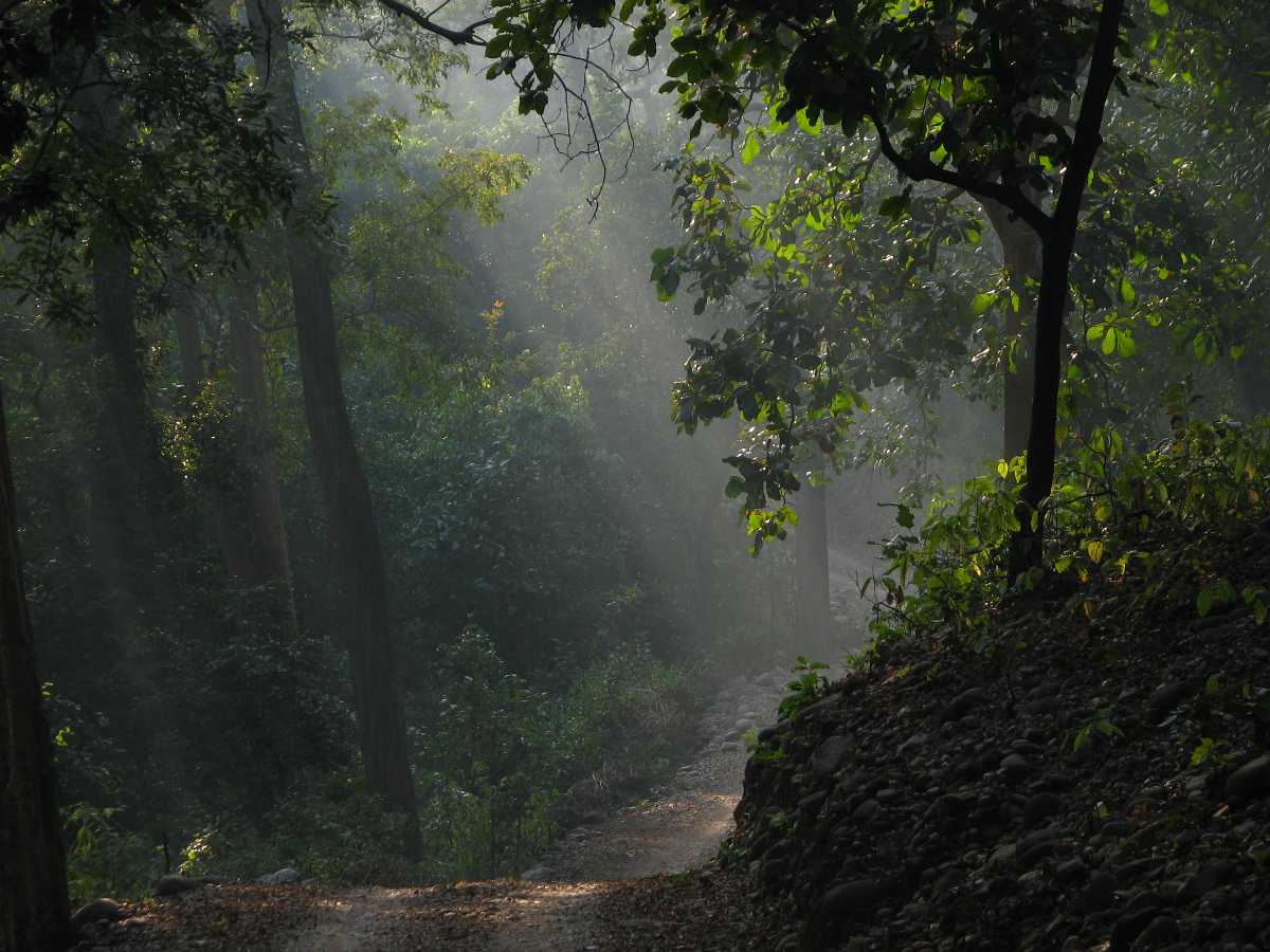 jim corbett national park when to visit