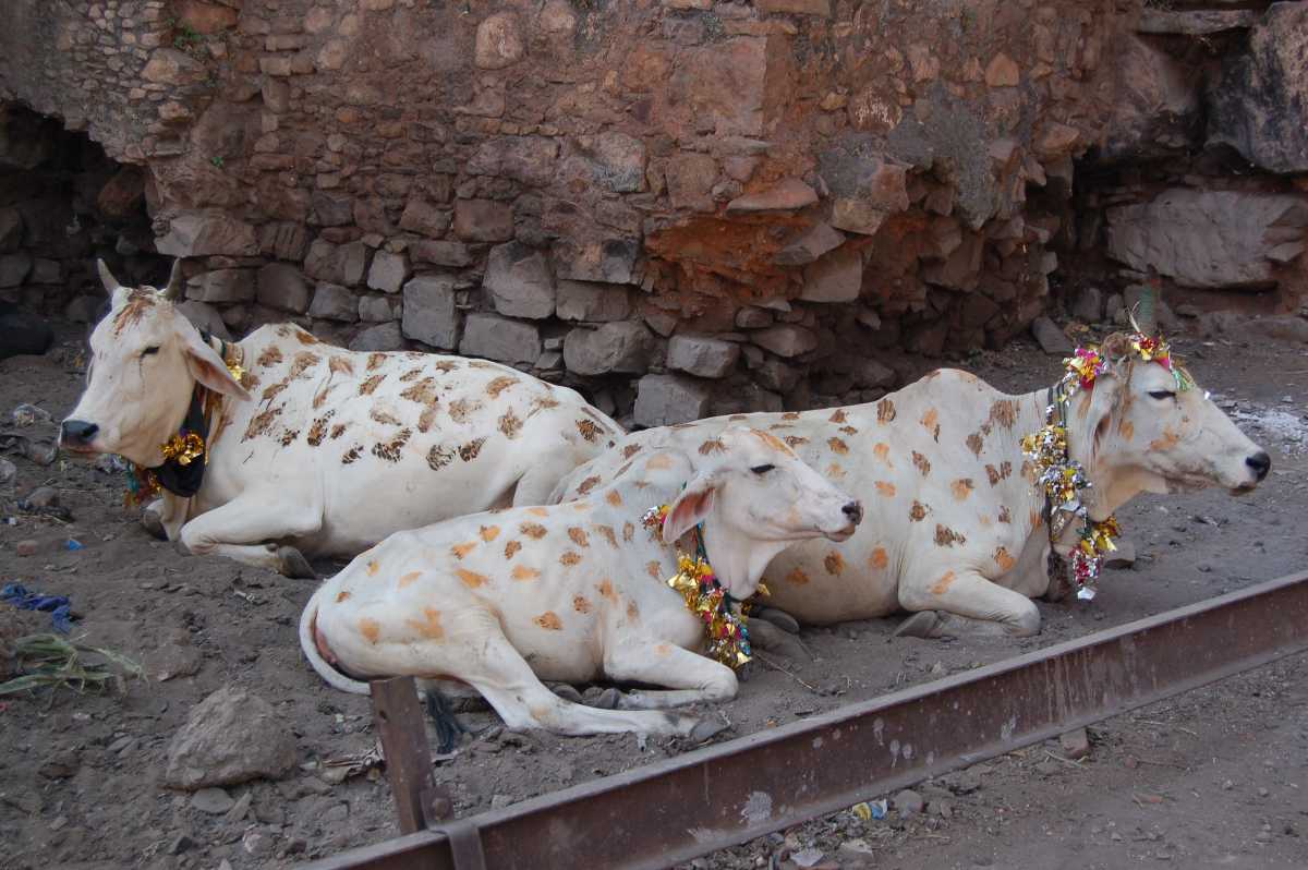 Cows in Nepal