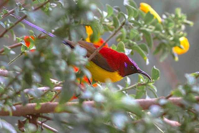 Crimson Sunbird at Kanchenjunga National Park