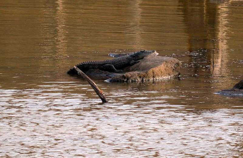 Crocodile at Satpura Tiger Reserve