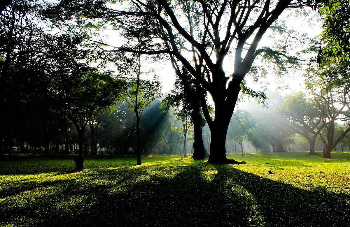 Chill at Cubbon Park