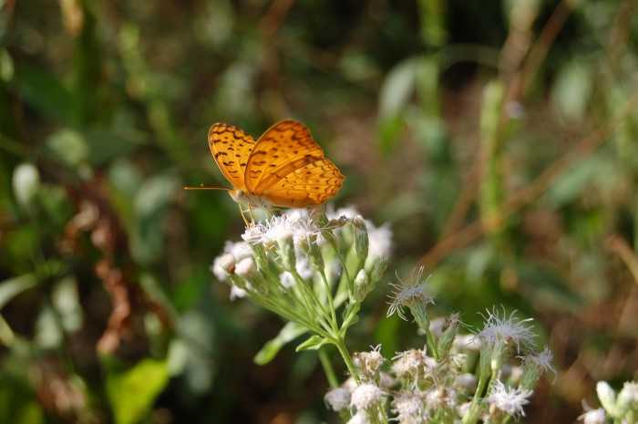 Butterfly in the Park