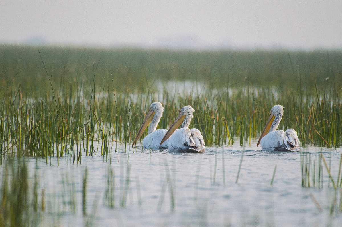 Nal Sarovar Bird Sanctuary