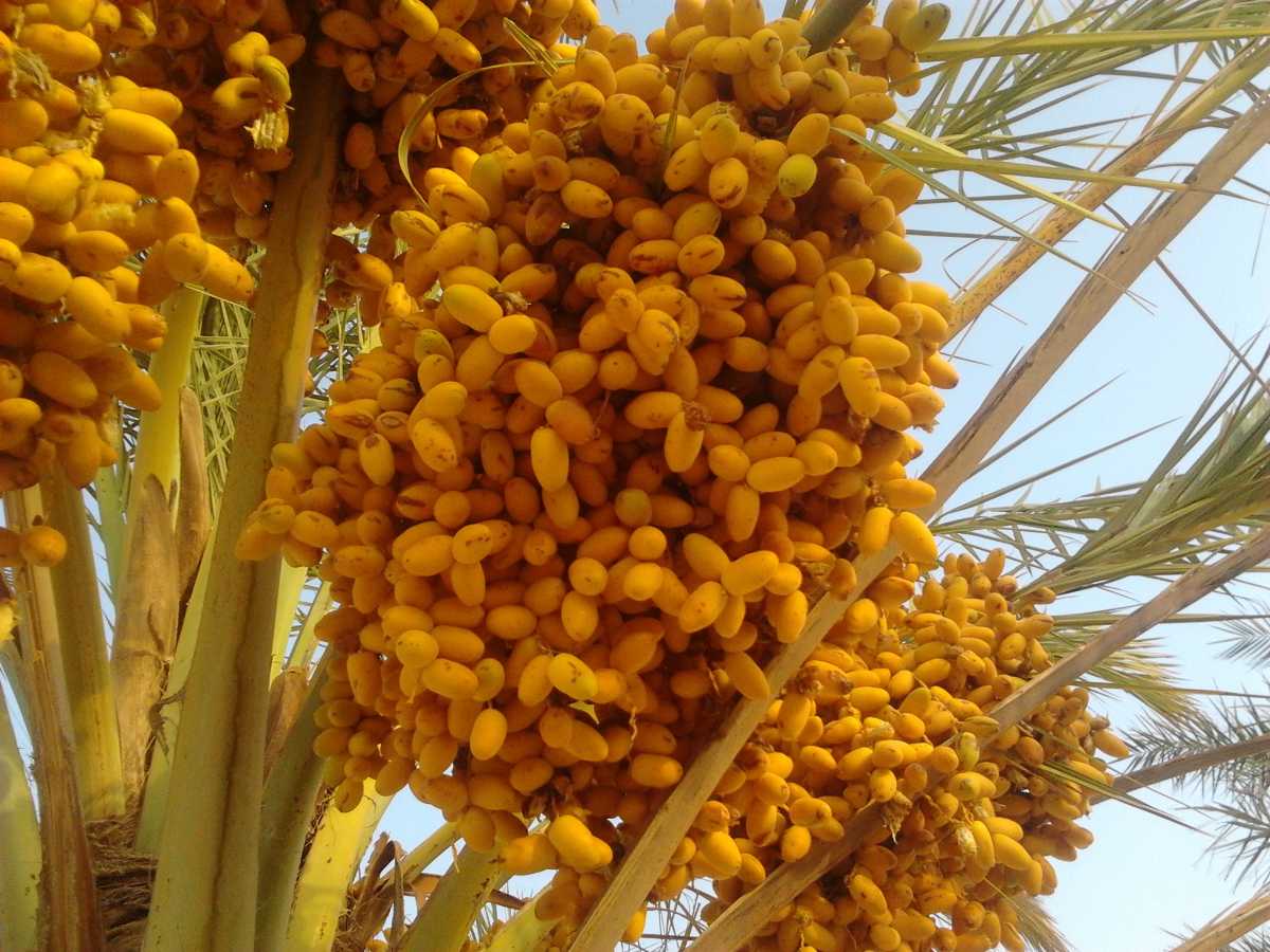 Dates in Misfath Al Abryeen