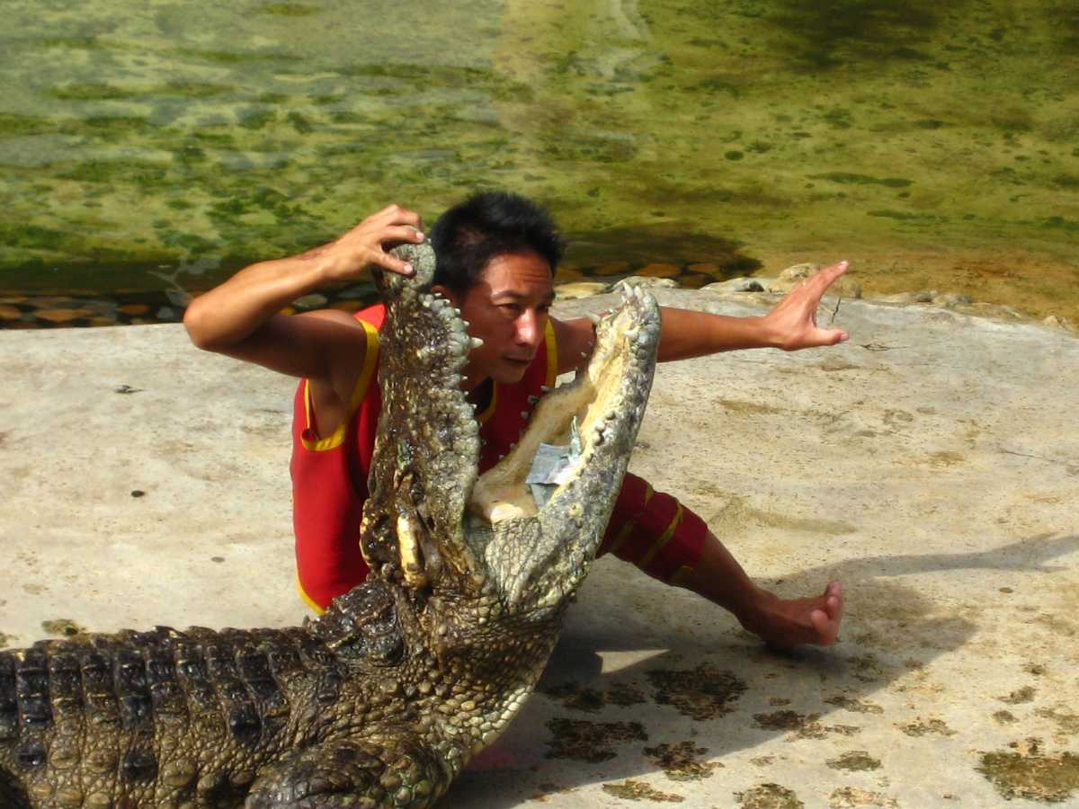 Crocodile Show at Samutprakarn Crocodile Farm and Zoo