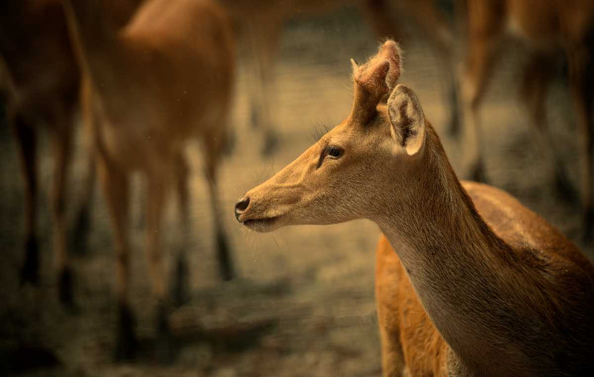 Monsoon Season, Dudhwa National Park, Deer