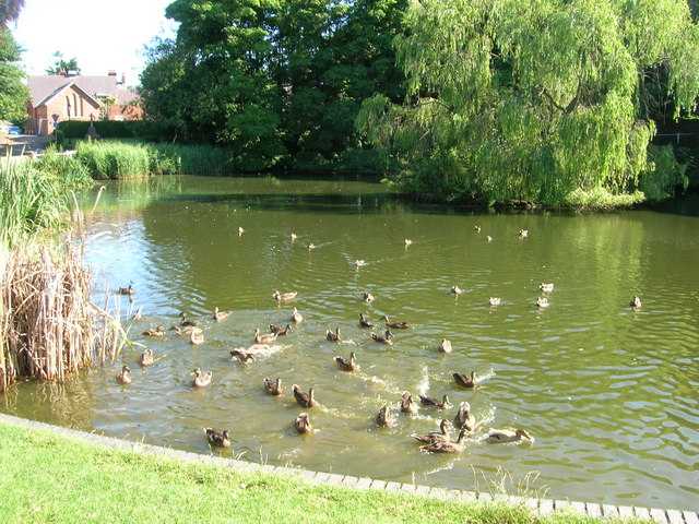 Duck Pond