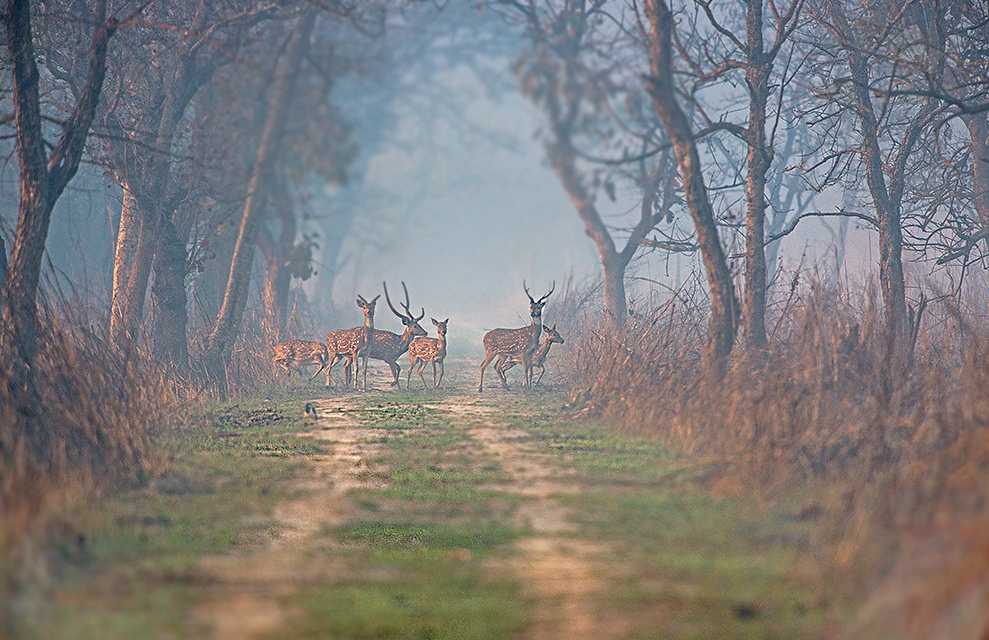 Summer Season, Dudhwa National Park