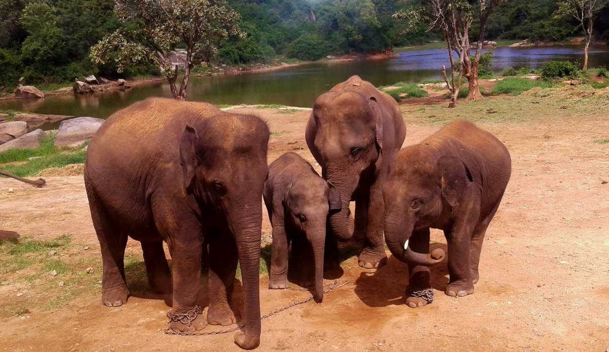 Elephants at Banerghatta National Park