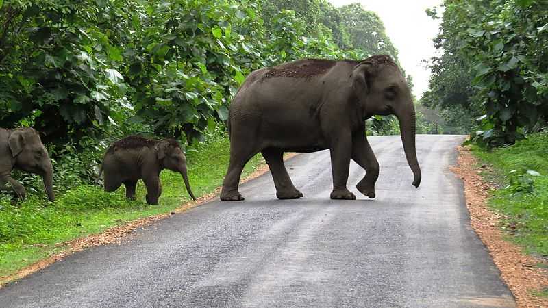 Elephants Sanctuaries in India