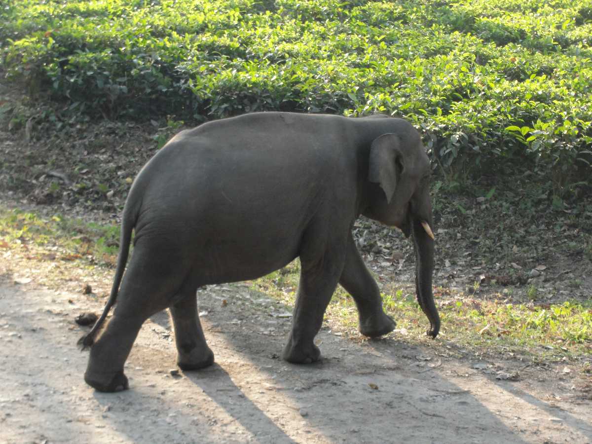 Elephant in Manas