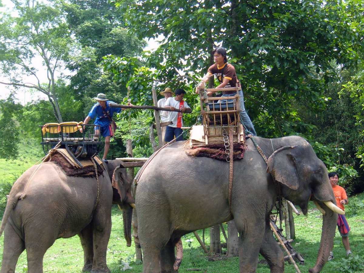 Elephant Rides in Thailand – The Regal Elephant Experience