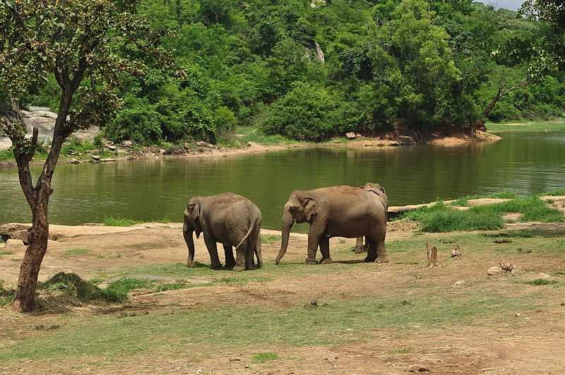 Elephants Sanctuaries in India