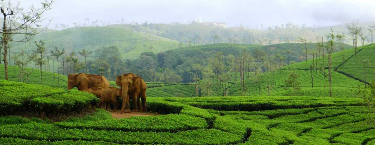 places to visit in meghamalai