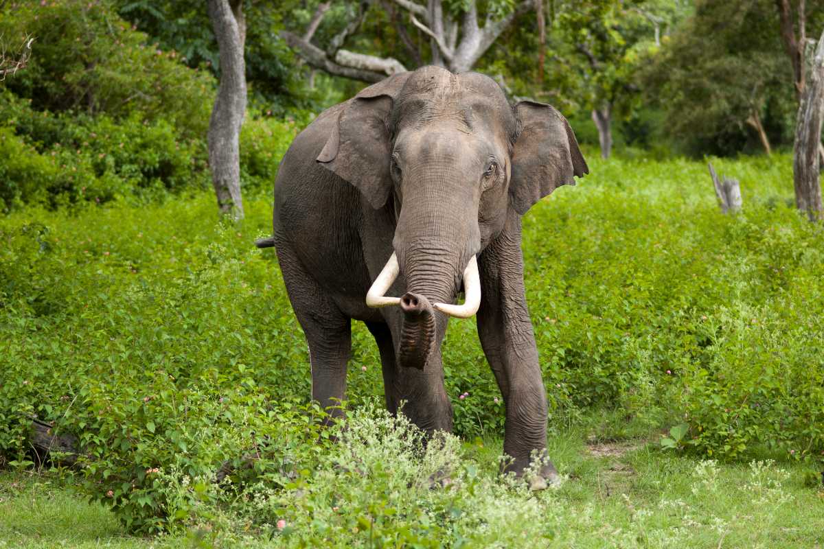 Asiatic Elephant found in Kalesar