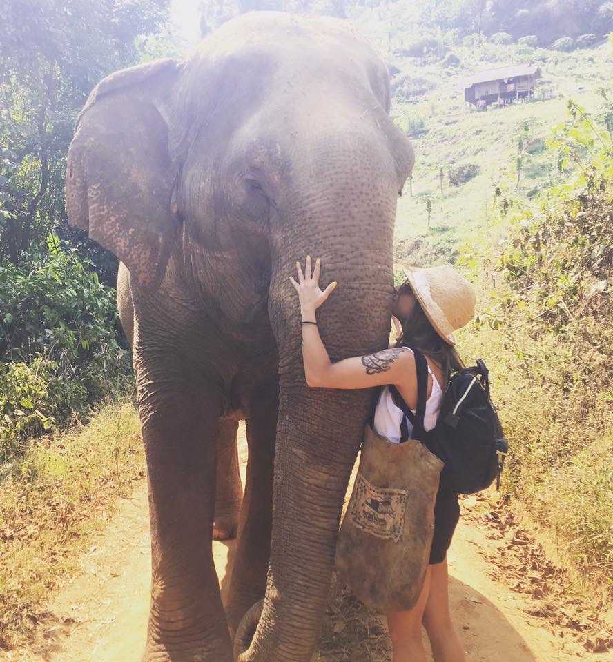 elephant thailand tour