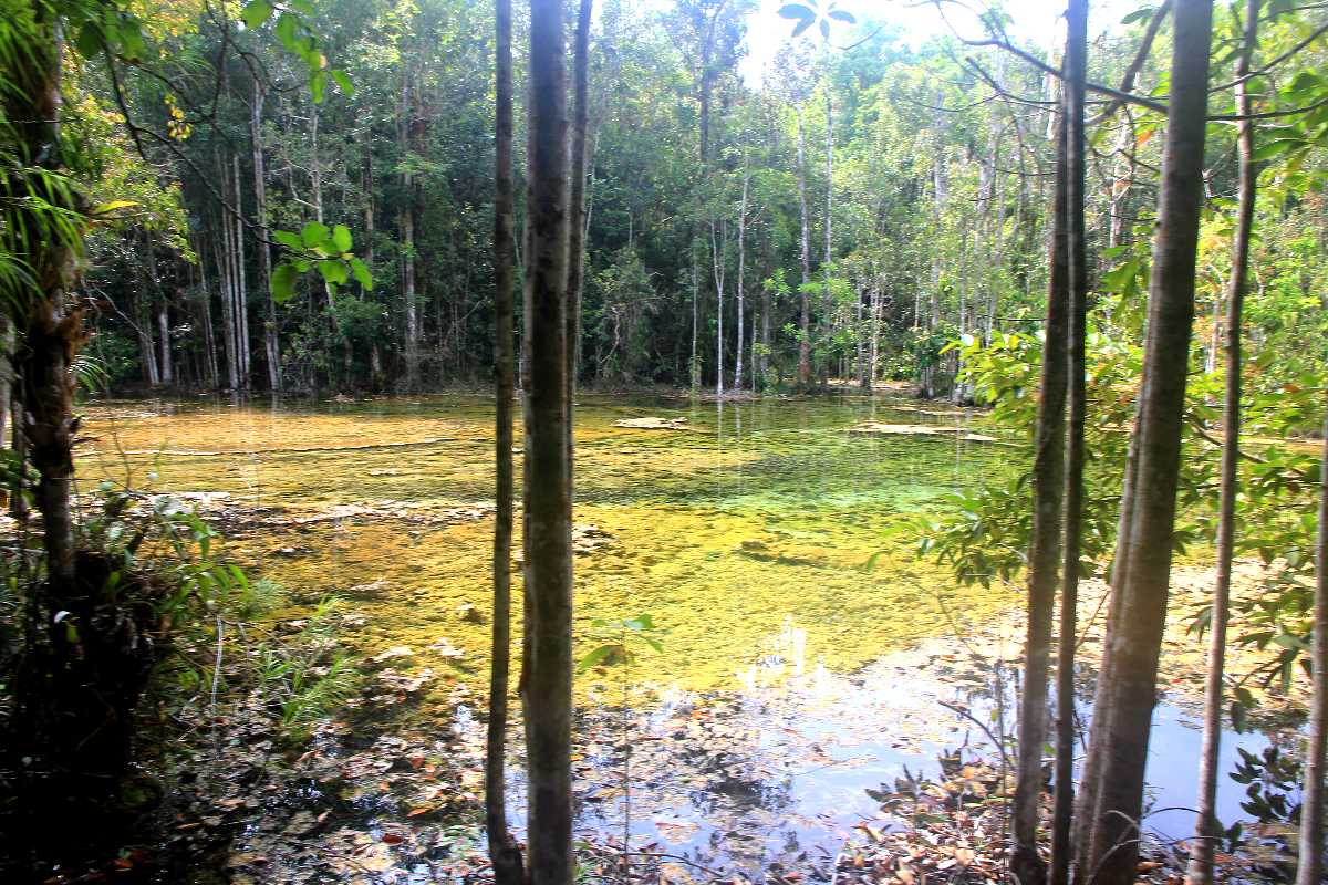 Krabi Emerald Pool