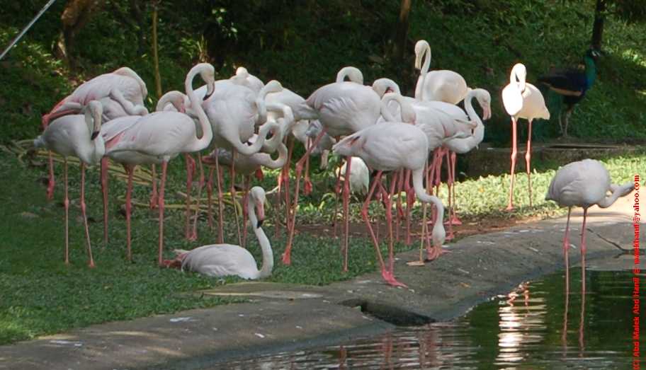 Kuala Lumpur Bird Park